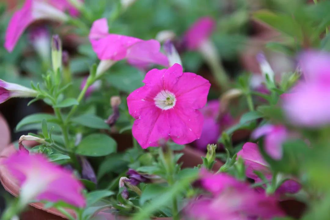 微信圖片_20200326094156