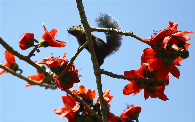 2月19日，一只小松鼠三亞南山文化旅游區(qū)內(nèi)的盛開的木棉花上享受“花蜜大餐”