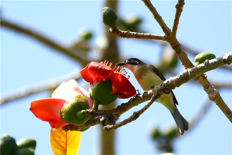 2月19日，一只小鳥三亞南山文化旅游區(qū)內(nèi)的盛開的木棉花上享受“花蜜大餐”